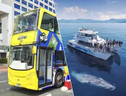 Combo: Auckland Explorer Hop-On-Hop-Off Tour + Whale & Dolphin Safari Cruise